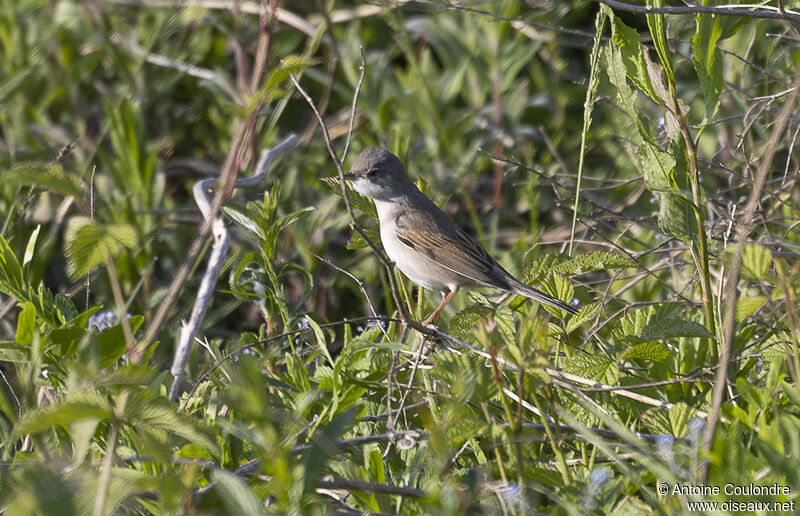 Common Whitethroat male adult breeding