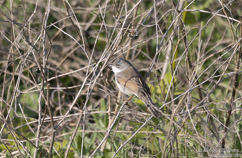 Common Whitethroat male adult breeding