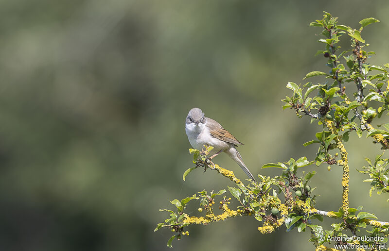 Common Whitethroatadult breeding