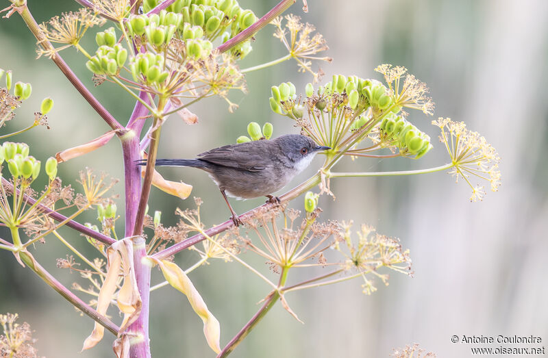 Sardinian Warbler female adult breeding