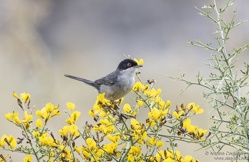 Sardinian Warbler male adult breeding