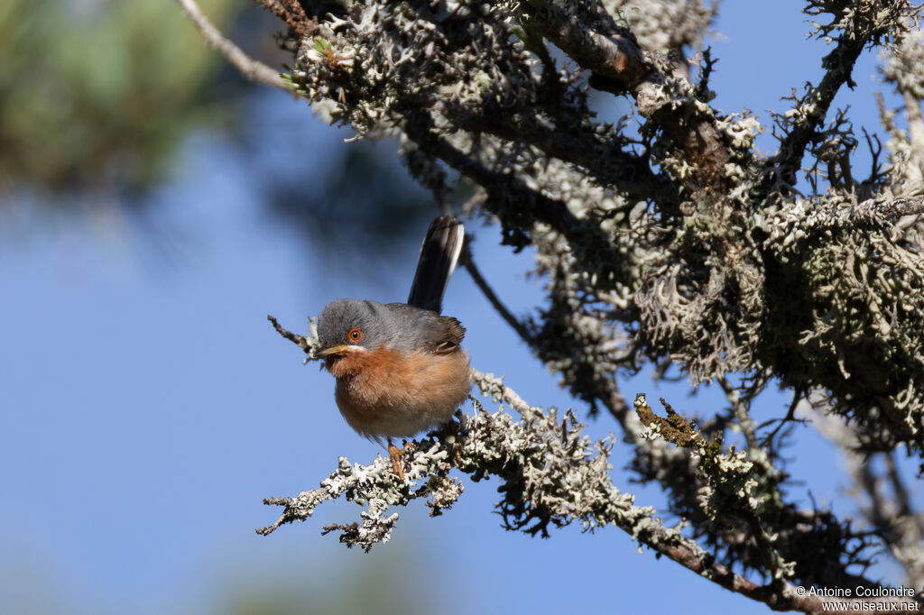 Fauvette passerinette