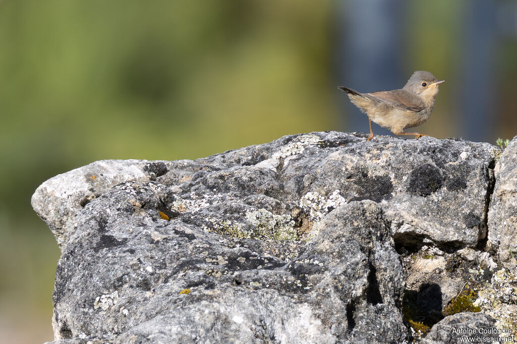 Fauvette passerinette
