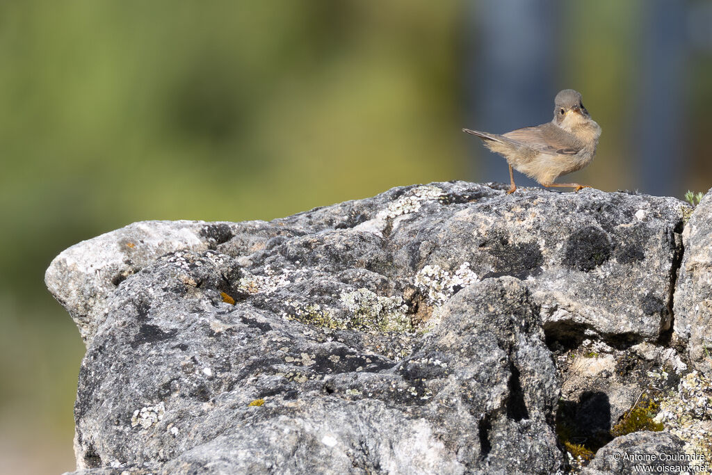 Fauvette passerinette