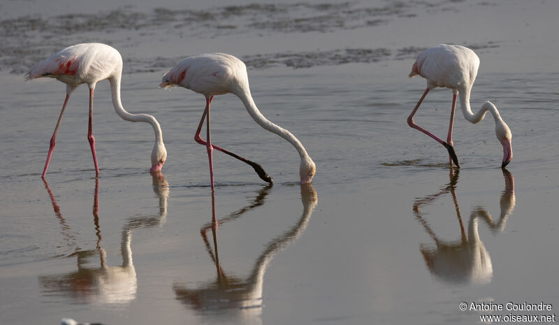 Greater Flamingoadult, eats