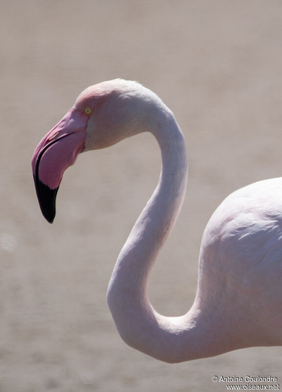 Greater Flamingoadult, close-up portrait