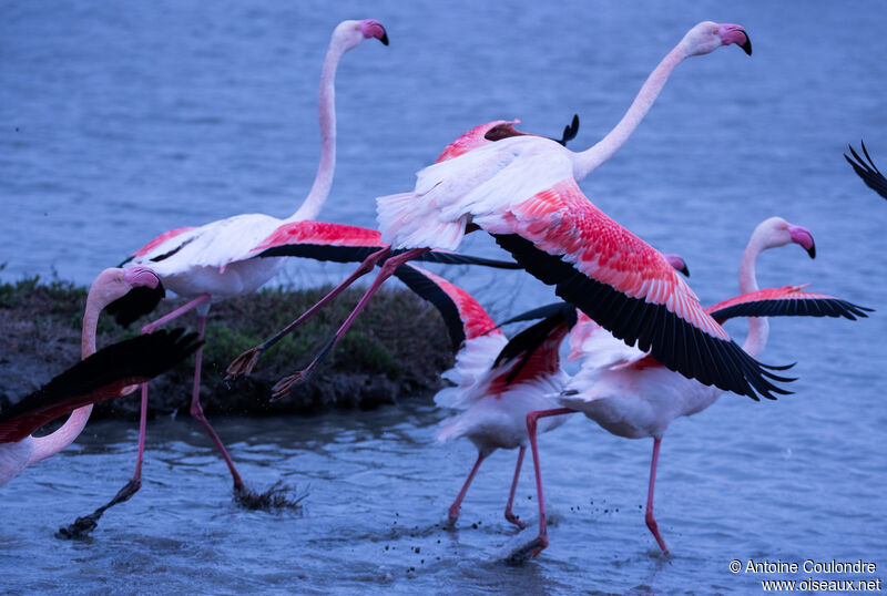 Flamant rose