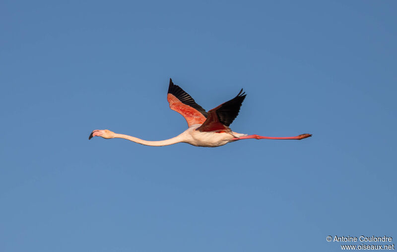 Greater Flamingoadult, Flight