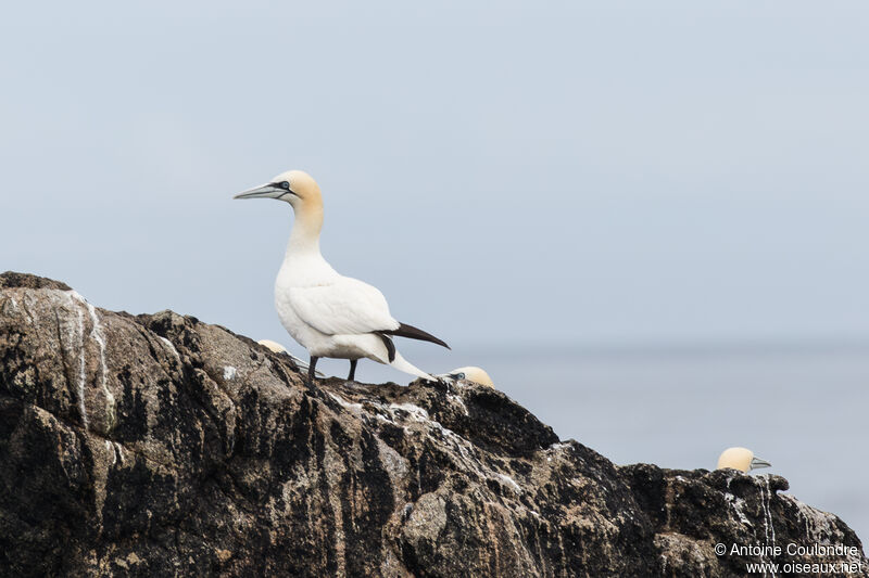 Northern Gannetadult breeding