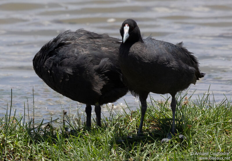 Red-knobbed Coot