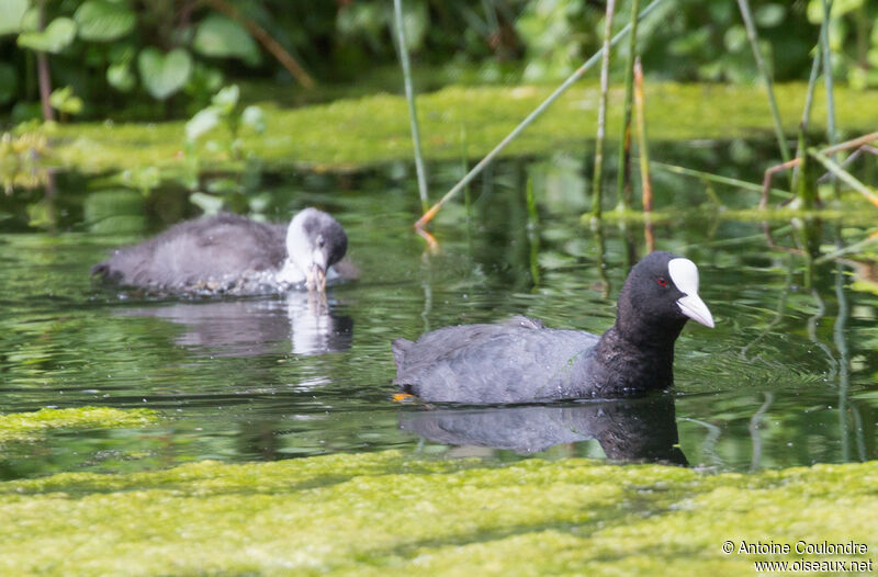 Eurasian Coot