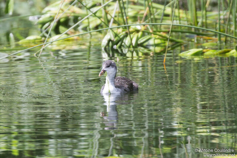 Foulque macroulejuvénile