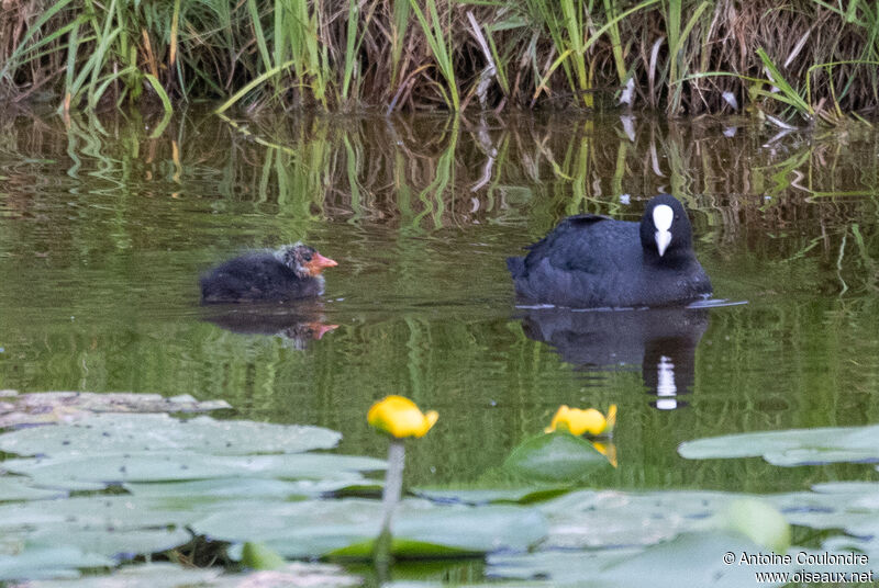 Eurasian Coot