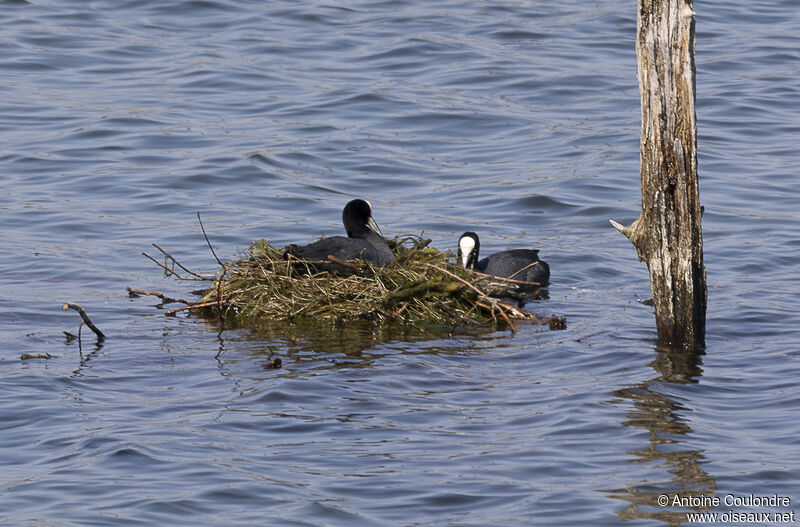 Eurasian Cootadult, Reproduction-nesting