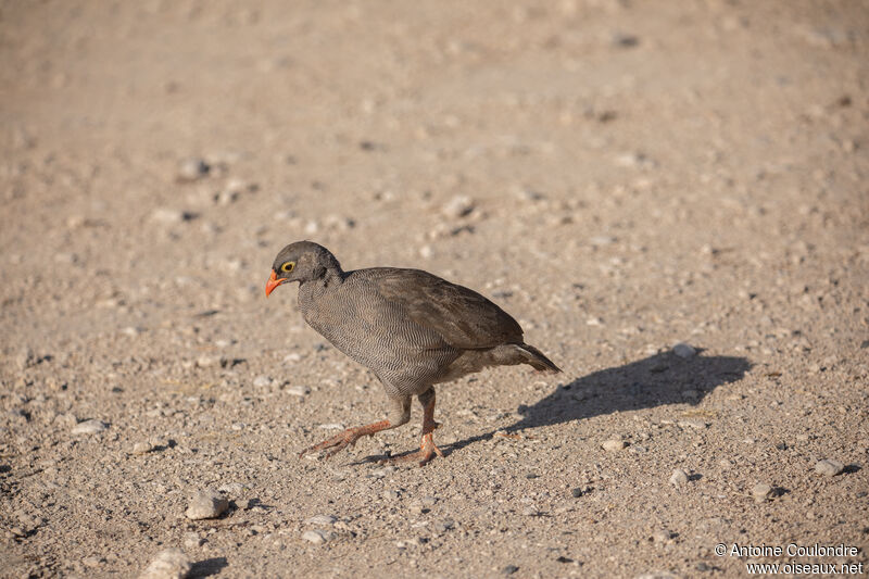 Francolin à bec rouge