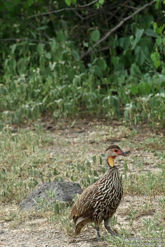 Yellow-necked Spurfowladult