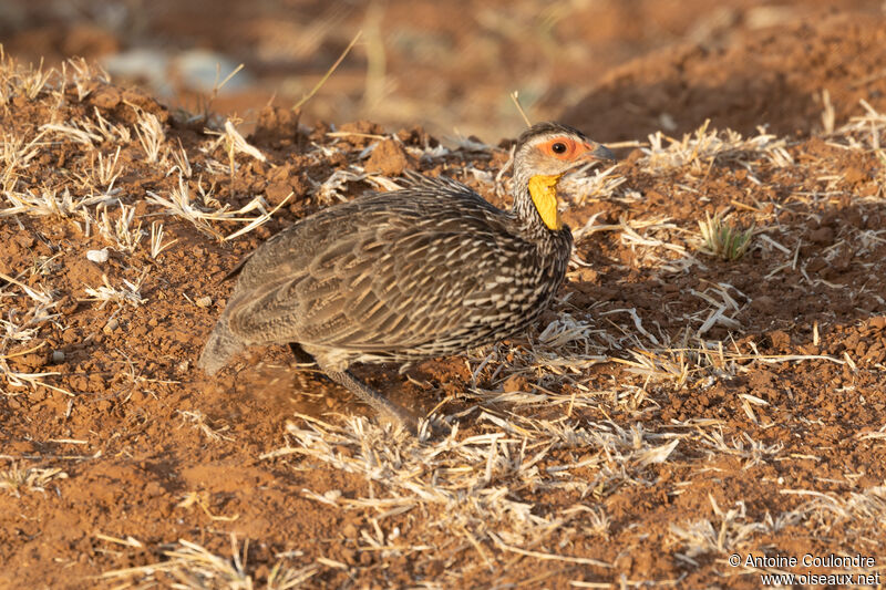 Francolin à cou jauneadulte