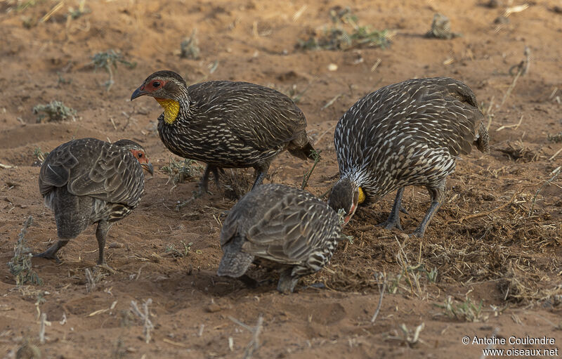 Yellow-necked Spurfowladult