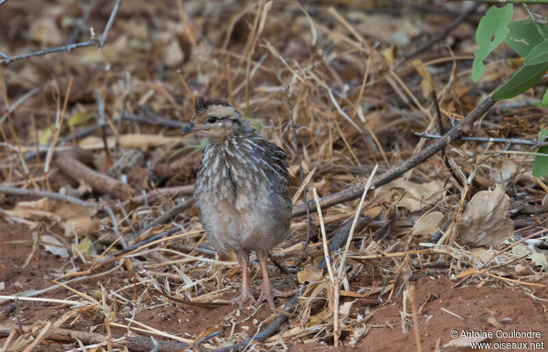 Yellow-necked Spurfowljuvenile