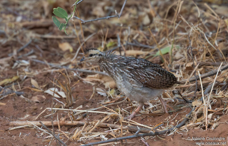 Yellow-necked Spurfowljuvenile