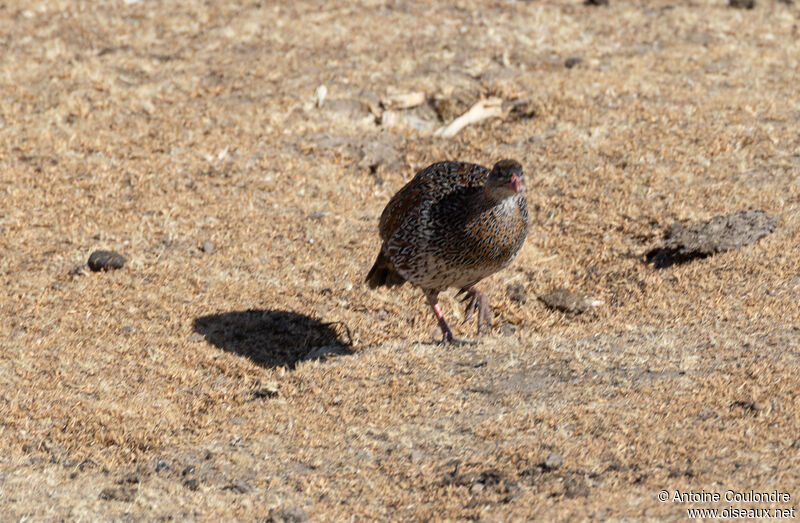 Chestnut-naped Spurfowladult, fishing/hunting