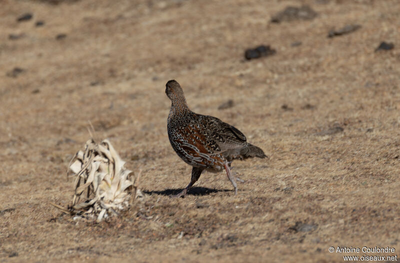 Chestnut-naped Spurfowladult, walking