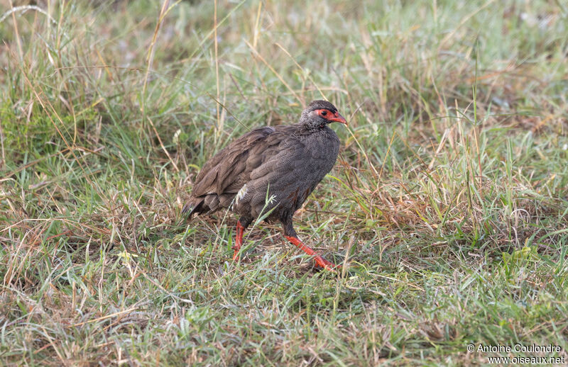 Red-necked Spurfowladult