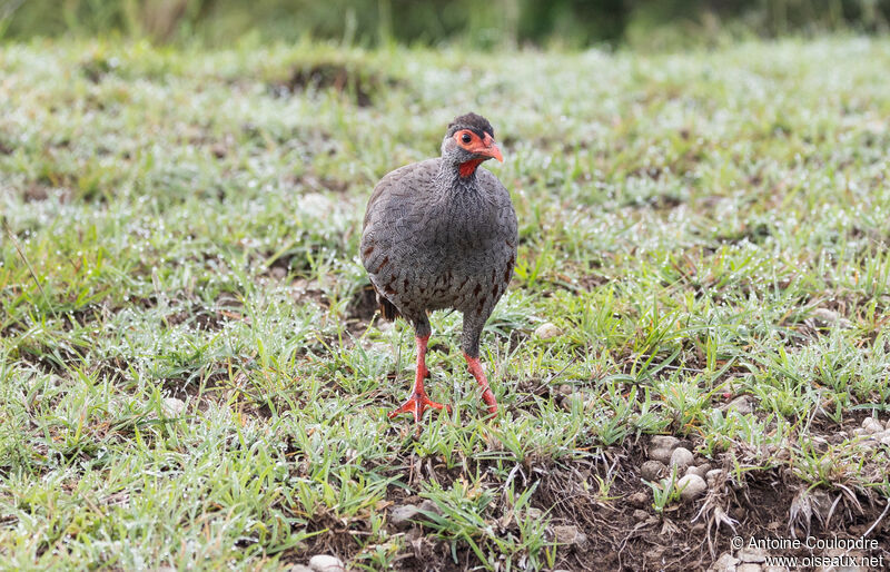 Red-necked Spurfowl