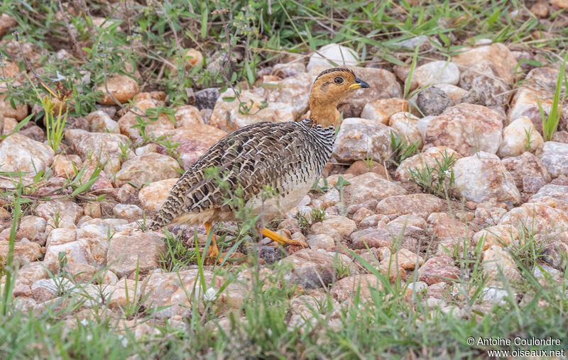 Francolin coqui mâle adulte