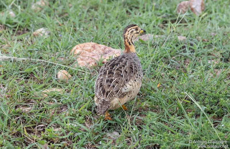 Francolin coqui femelle adulte