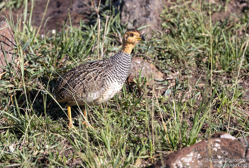 Francolin coqui mâle adulte