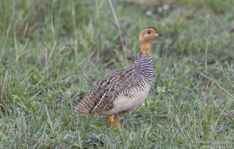 Francolin coqui mâle adulte