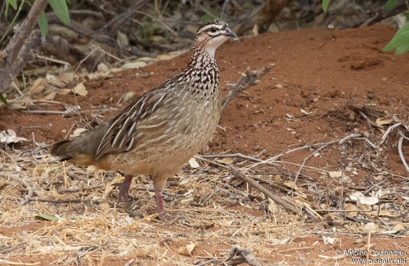 Crested Francolin