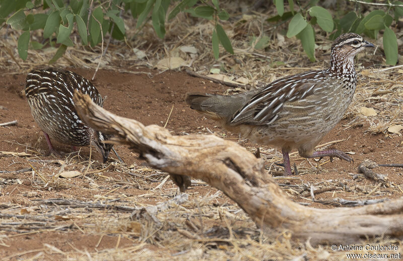 Francolin huppé