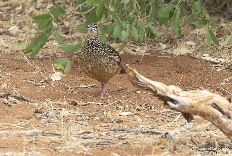 Francolin huppéadulte