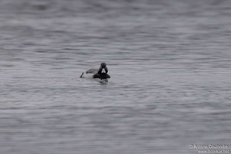 Lesser Scaup male adult breeding, swimming