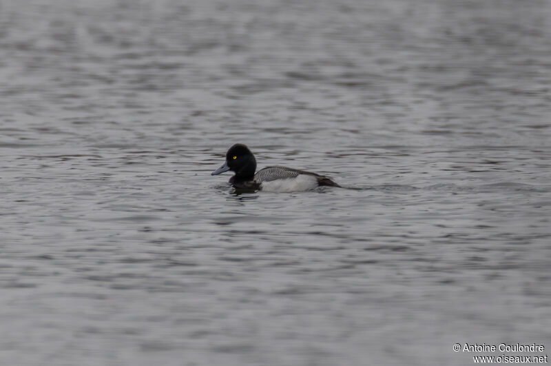 Lesser Scaup male adult breeding, swimming