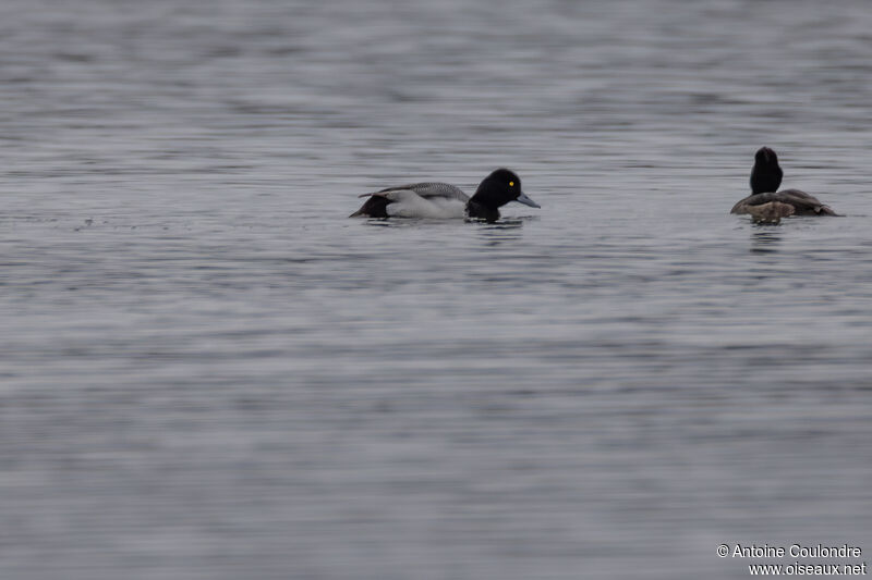 Lesser Scaup male adult breeding, swimming