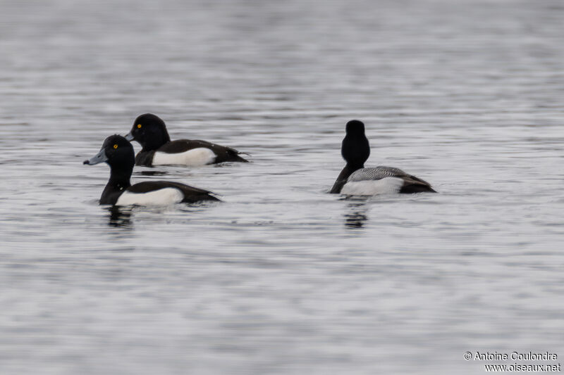 Lesser Scaup male adult breeding, swimming