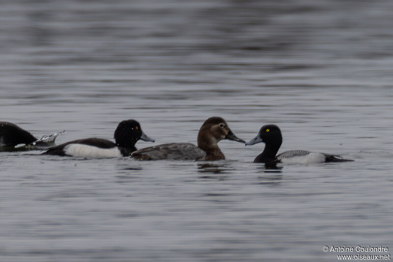 Lesser Scaup male adult breeding, swimming