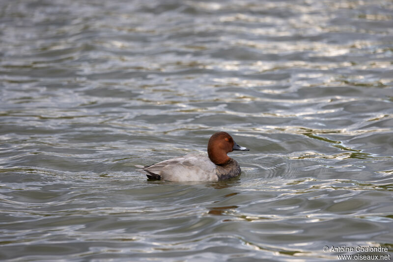 Common Pochard male adult breeding