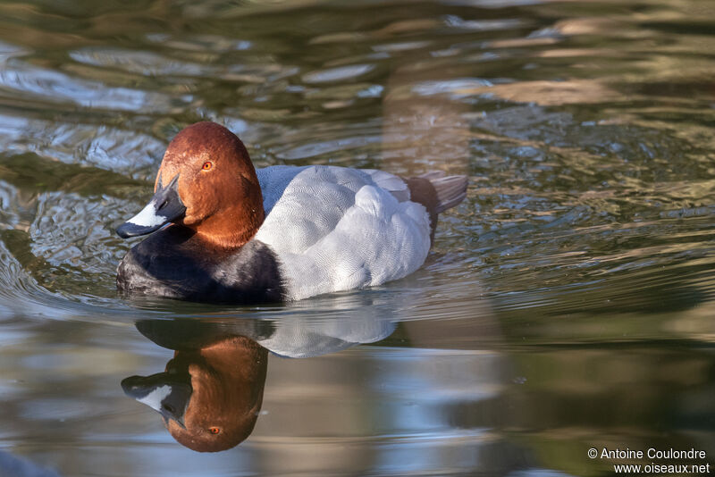 Common Pochard male adult breeding, close-up portrait