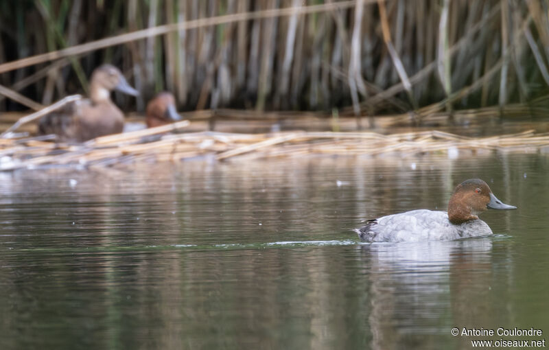 Common Pochard male adult transition