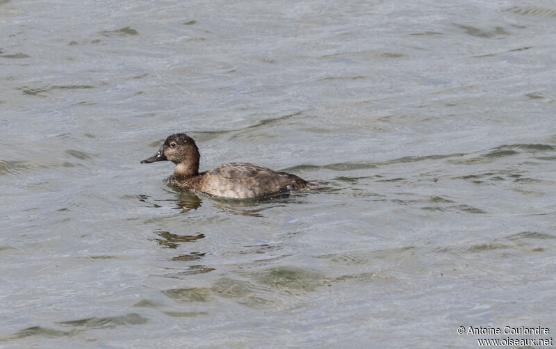 Common Pochard female adult post breeding