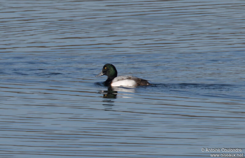 Greater Scaup male adult breeding, swimming