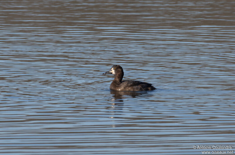 Greater Scaup female adult breeding, swimming