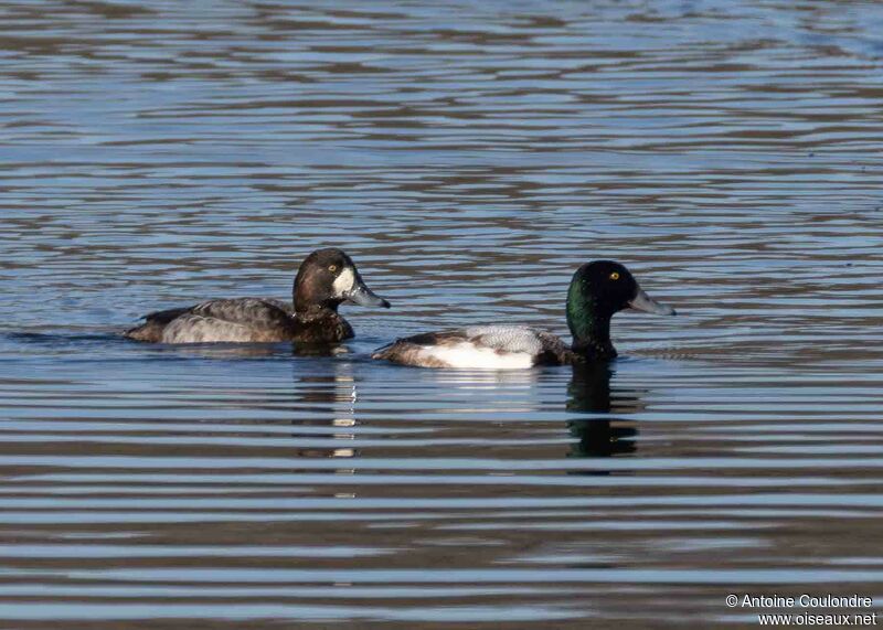 Greater Scaupadult breeding, swimming