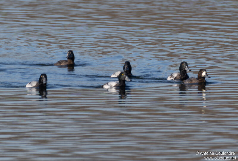 Greater Scaupadult breeding, swimming