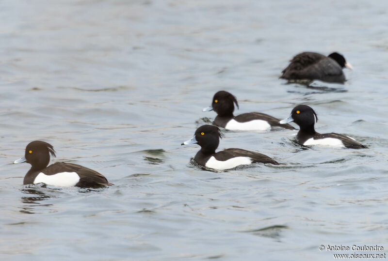 Tufted Duck male adult breeding