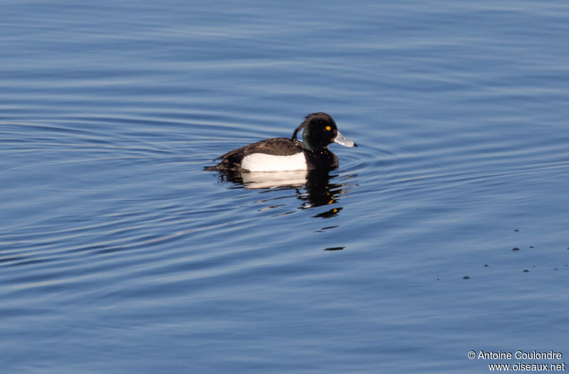 Tufted Duck male adult breeding